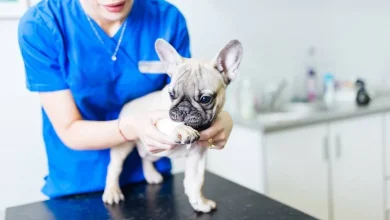 how-genetic-insights-are-revolutionizing-french-bulldog-breeding-practices