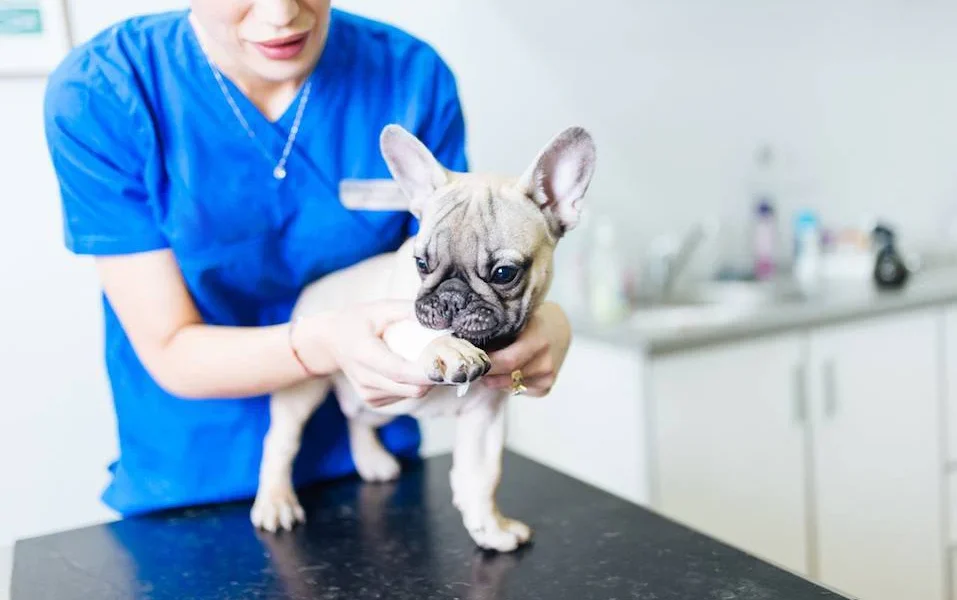 how-genetic-insights-are-revolutionizing-french-bulldog-breeding-practices